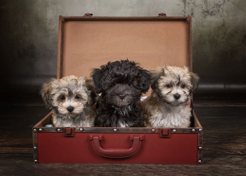 The Significance of Color Change in a Growing Havanese Puppy