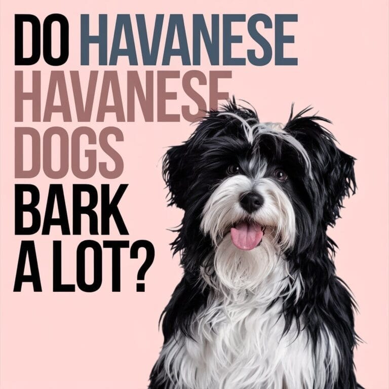 Do Havanese Dogs Bark A Lot?