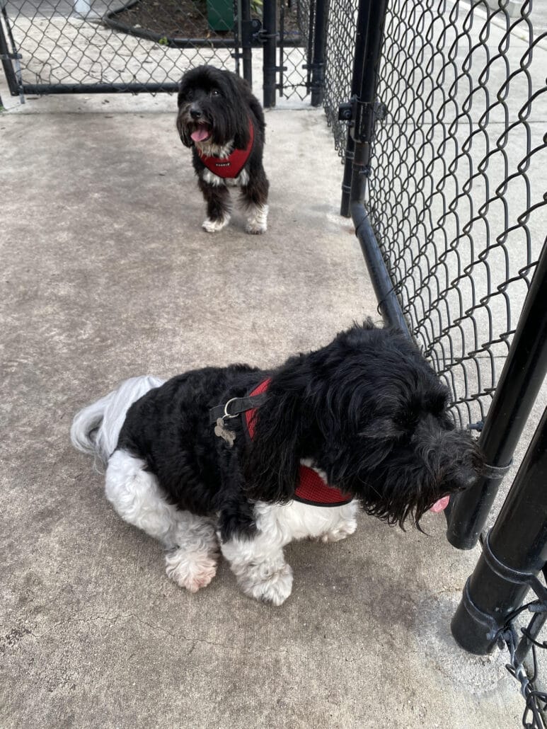 Two small black and white dogs wearing red harnesses stand on a concrete surface near a chain-link fence. One dog is in the foreground sitting, and the other is in the background standing.