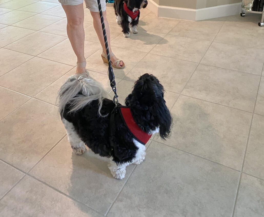 A person walks a black and white dog on a leash indoors, with another similar dog visible in the background.