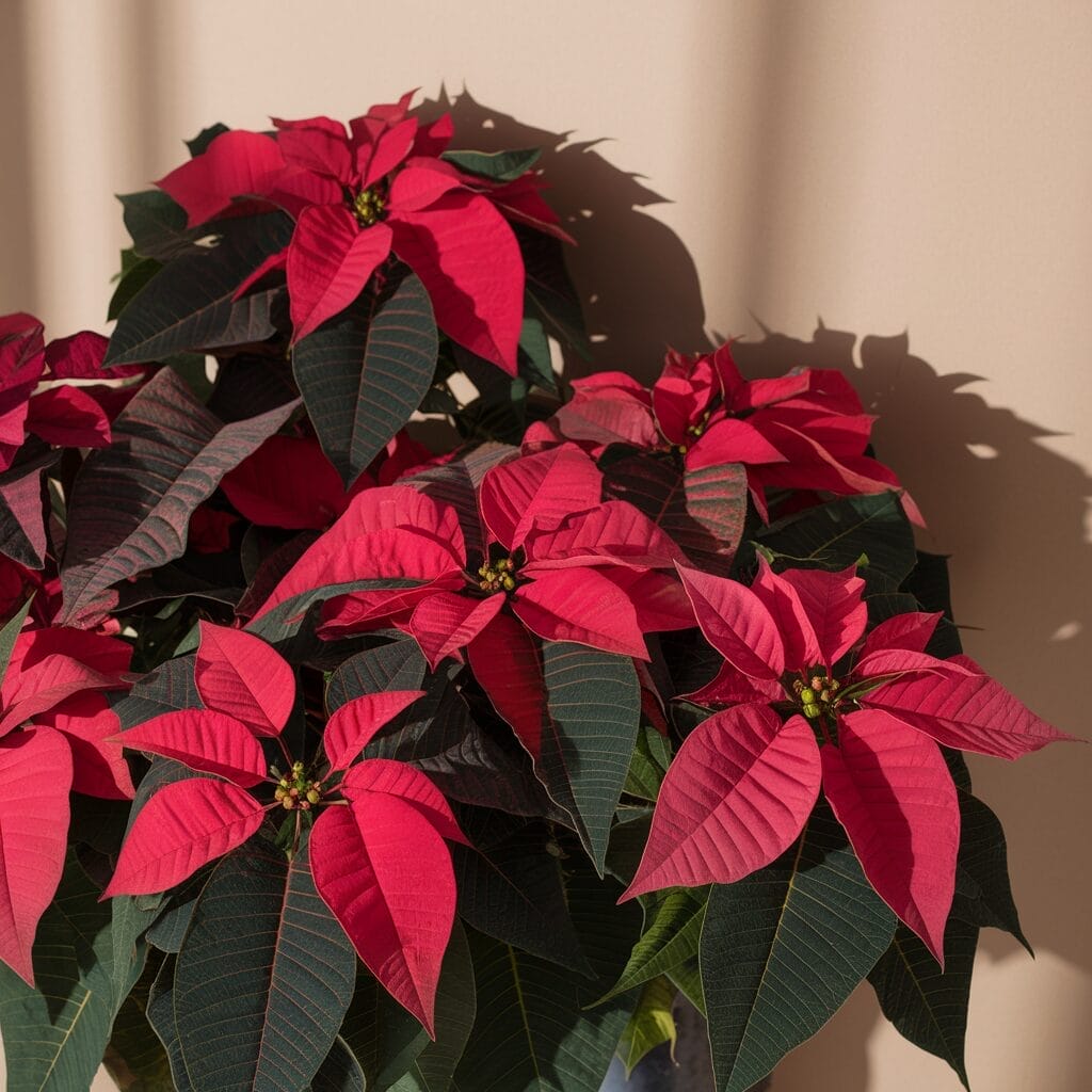 A poinsettia plant with vibrant red leaves and dark green foliage against a beige background.