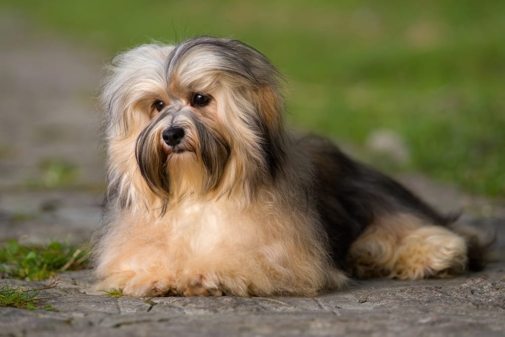 A fluffy dog with brown, black, and white fur is lying on a stone path with grass in the background.
