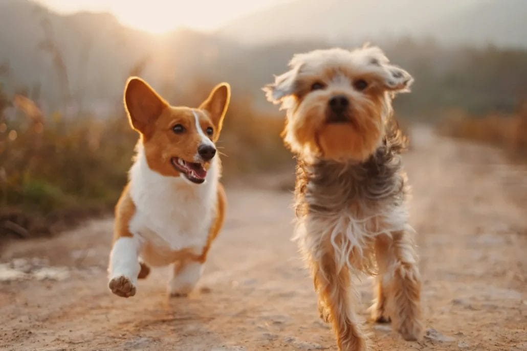 Two dogs running on a dirt path, a corgi on the left and a shaggy terrier on the right, during a sunny day.