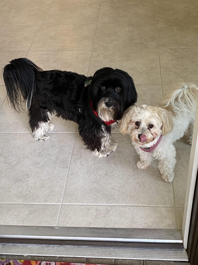 Two small fluffy dogs stand indoors on a tiled floor, one black with white markings and the other white and tan, both looking towards the camera.