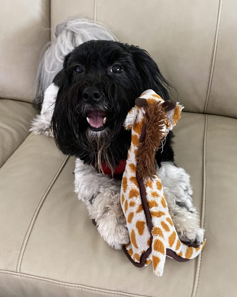 A black and white dog is lying on a beige couch, holding a plush giraffe toy in its front paws and looking toward the camera with its mouth open.