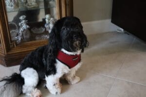 Living with a Havanese: A Day in the Life of the Ultimate Velcro Dog