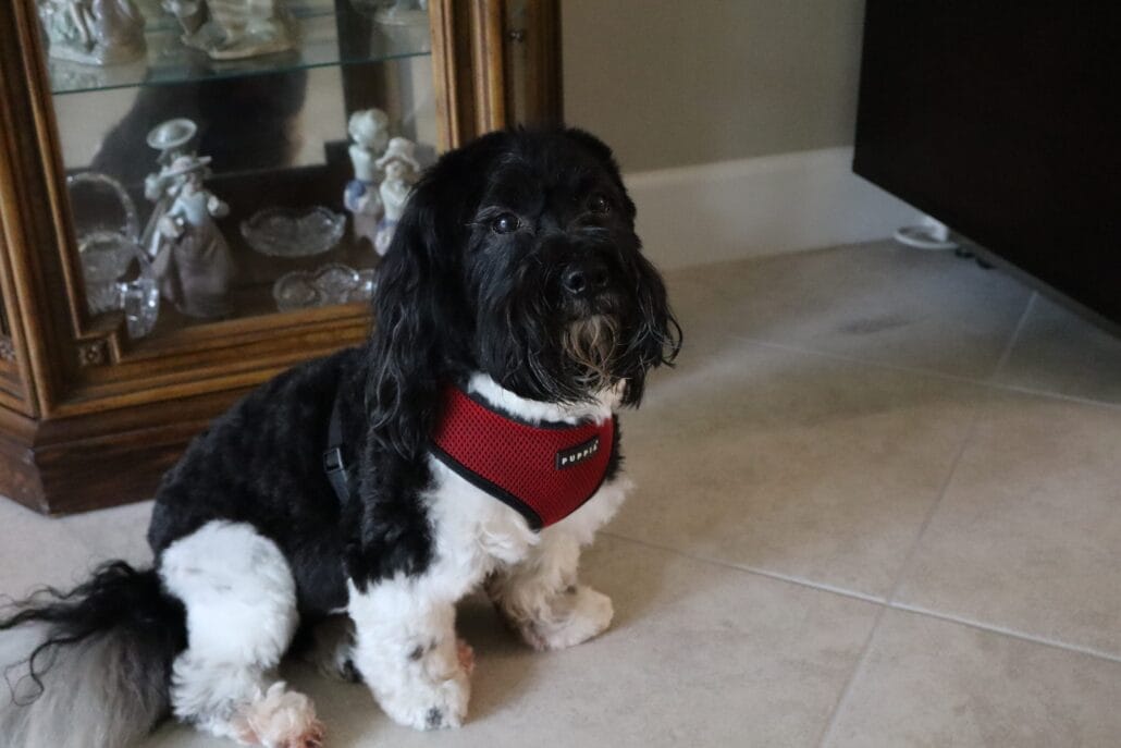 A black and white dog wearing a red harness sits on a tiled floor in front of a glass cabinet with porcelain figurines.