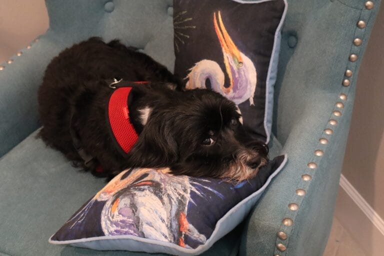 Havanese Dog Rescue & Adoption: A Comprehensive Guide (2025)