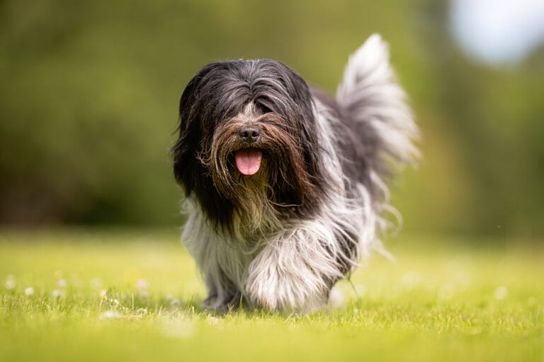 Luxating Patella in Havanese: Symptoms, Treatment & Prevention