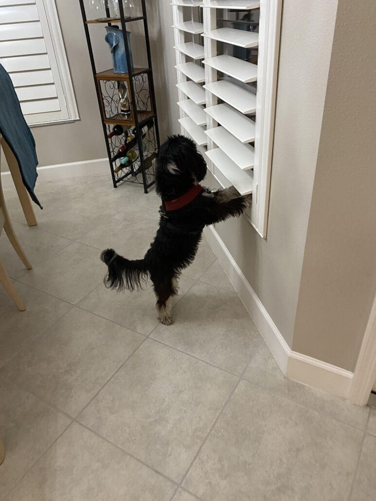 Small black and brown dog wearing a red collar stands on hind legs, looking out through white window blinds in a tiled room.