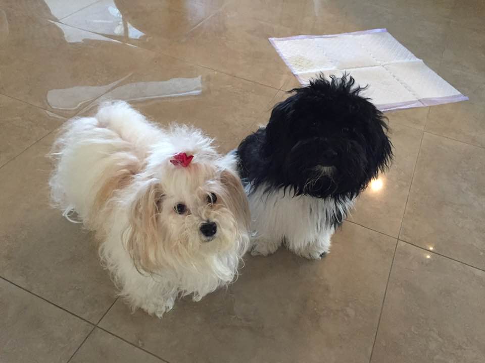 Two small fluffy dogs, one white with a red bow and one black and white, stand on a tiled floor near a puppy training pad.